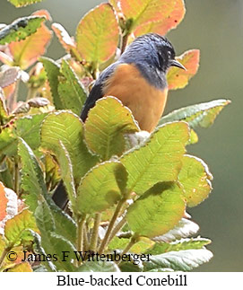 Blue-backed Conebill - &copy; James F Wittenberger and Exotic Birding LLC