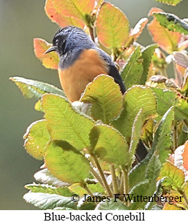 Blue-backed Conebill - &copy; James F Wittenberger and Exotic Birding LLC