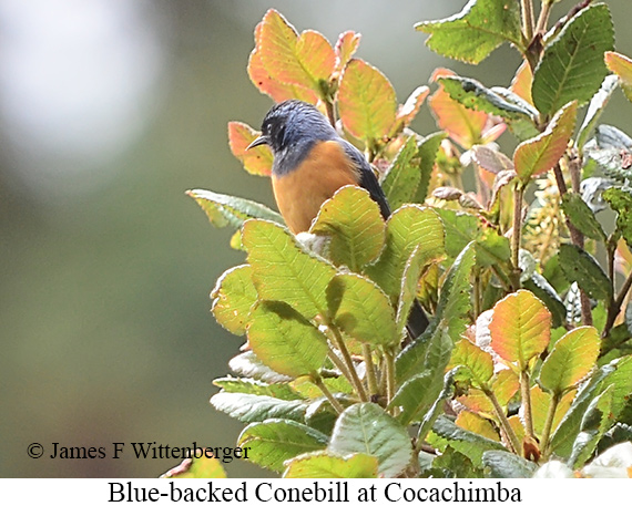 Blue-backed Conebill - &copy; James F Wittenberger and Exotic Birding LLC