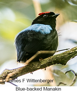 Blue-backed Manakin - © James F Wittenberger and Exotic Birding LLC