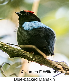 Blue-backed Manakin - © James F Wittenberger and Exotic Birding LLC