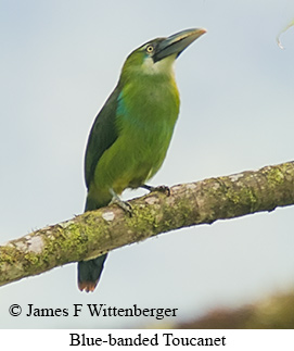 Blue-banded Toucanet - © James F Wittenberger and Exotic Birding LLC