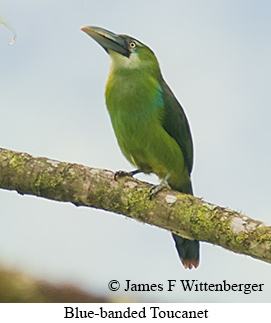 Blue-banded Toucanet - © James F Wittenberger and Exotic Birding LLC