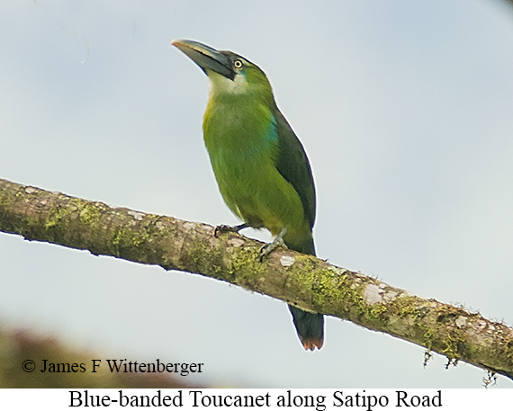 Blue-banded Toucanet - &copy; James F Wittenberger and Exotic Birding LLC