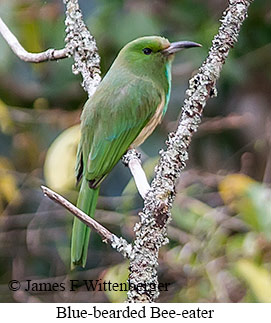 Blue-bearded Bee-eater - © James F Wittenberger and Exotic Birding LLC Blue-bearded Bee-eater - © James F Wittenberger and Exotic Birding LLC