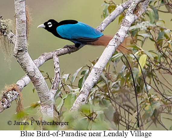 Blue Bird-of-Paradise - © The Photographer and Exotic Birding LLC