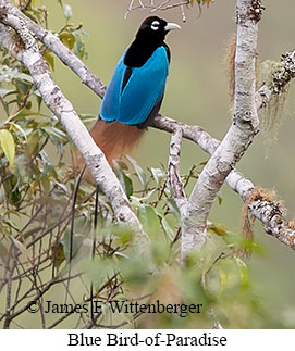 Blue Bird-of-Paradise - © James F Wittenberger and Exotic Birding LLC