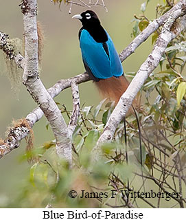 Blue Bird-of-Paradise - © James F Wittenberger and Exotic Birding LLC