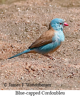 Blue-capped Cordonbleu - © James F Wittenberger and Exotic Birding LLC Blue-capped Cordonbleu - © James F Wittenberger and Exotic Birding LLC