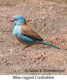 Blue-capped Cordonbleu - © James F Wittenberger and Exotic Birding LLC