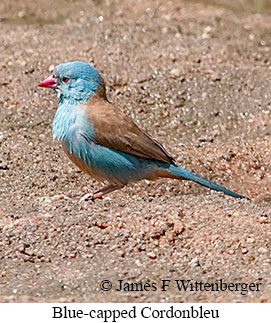 Blue-capped Cordonbleu - © James F Wittenberger and Exotic Birding LLC Blue-capped Cordonbleu - © James F Wittenberger and Exotic Birding LLC
