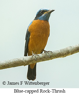 Blue-capped Rock-Thrush - © James F Wittenberger and Exotic Birding LLC