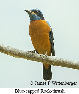 Blue-capped Rock-Thrush - © James F Wittenberger and Exotic Birding LLC