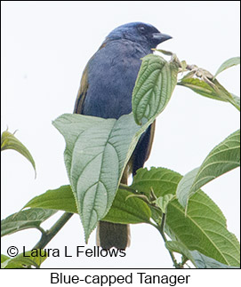 Blue-capped Tanager - © Laura L Fellows and Exotic Birding LLC Blue-capped Tanager - © Laura L Fellows and Exotic Birding LLC