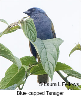 Blue-capped Tanager - © Laura L Fellows and Exotic Birding LLC