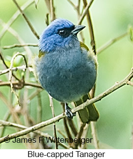 Blue-capped Tanager - © James F Wittenberger and Exotic Birding LLC