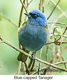Blue-capped Tanager - © James F Wittenberger and Exotic Birding LLC