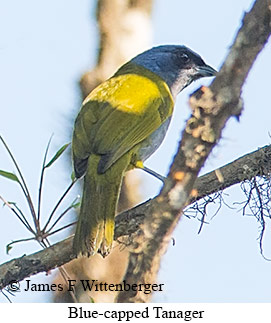 Blue-capped Tanager - © James F Wittenberger and Exotic Birding LLC