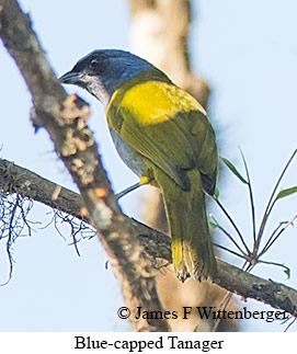 Blue-capped Tanager - © James F Wittenberger and Exotic Birding LLC