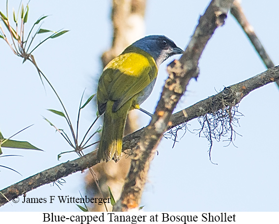 Blue-capped Tanager - &copy; James F Wittenberger and Exotic Birding LLC