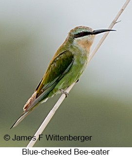 Blue-cheeked Bee-eater - © James F Wittenberger and Exotic Birding LLC