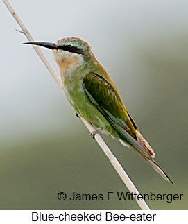 Blue-cheeked Bee-eater - © James F Wittenberger and Exotic Birding LLC