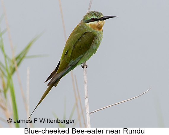 Blue-cheeked Bee-eater - © James F Wittenberger and Exotic Birding LLC