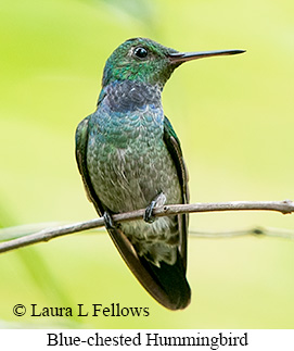 Blue-chested Hummingbird - © Laura L Fellows and Exotic Birding LLC