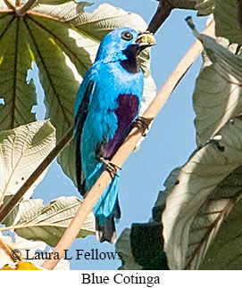 Blue Cotinga - © Laura L Fellows and Exotic Birding LLC Blue Cotinga - © Laura L Fellows and Exotic Birding LLC
