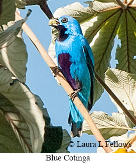 Blue Cotinga - © Laura L Fellows and Exotic Birding LLC