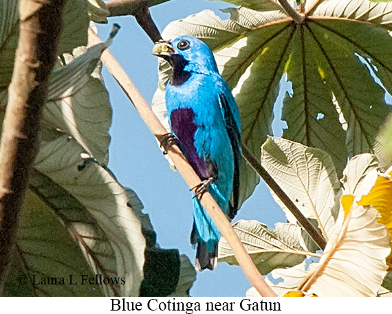 Blue Cotinga - © Laura L Fellows and Exotic Birding LLC