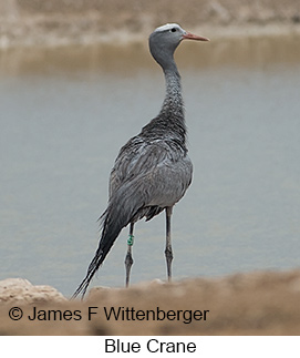 Blue Crane - © James F Wittenberger and Exotic Birding LLC