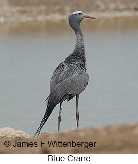 Blue Crane - © James F Wittenberger and Exotic Birding LLC Blue Crane - © James F Wittenberger and Exotic Birding LLC