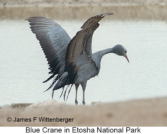 Blue Crane - © James F Wittenberger and Exotic Birding LLC