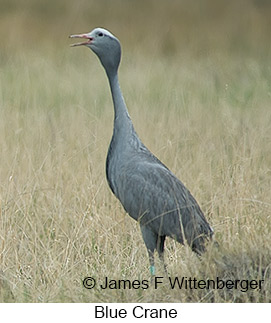 Blue Crane - © James F Wittenberger and Exotic Birding LLC