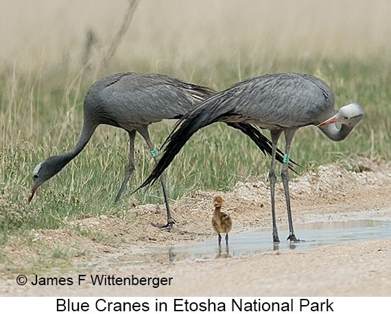 Blue Crane - © James F Wittenberger and Exotic Birding LLC