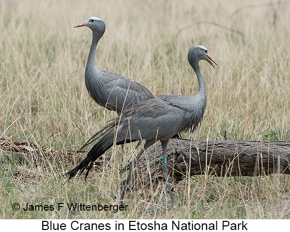 Blue Crane - © James F Wittenberger and Exotic Birding LLC