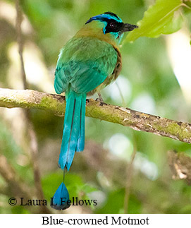 Blue-crowned Motmot - &copy; Laura L Fellows and Exotic Birding Tours