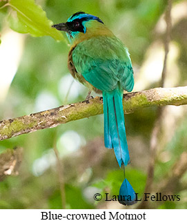 Blue-crowned Motmot - &copy; Laura L Fellows and Exotic Birding Tours