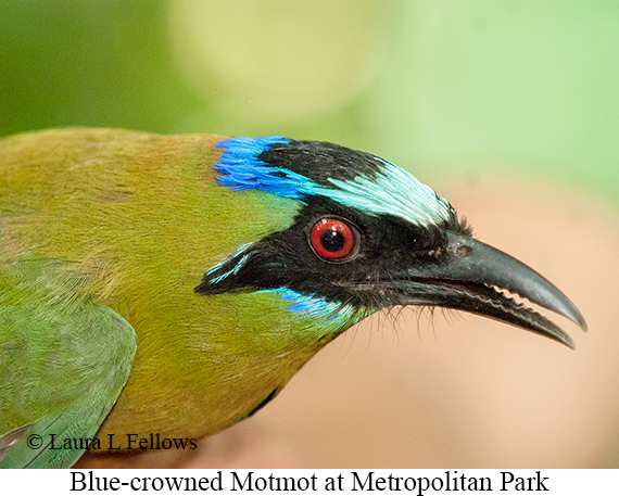 Blue-crowned Motmot - © James F Wittenberger and Exotic Birding LLC Blue-crowned Motmot - © James F Wittenberger and Exotic Birding LLC