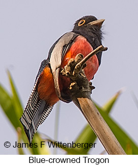 Blue-crowned Trogon - © James F Wittenberger and Exotic Birding LLC