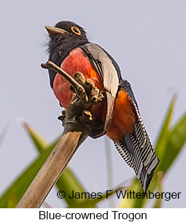 Blue-crowned Trogon - © James F Wittenberger and Exotic Birding LLC