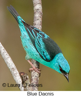 Blue Dacnis - © Laura L Fellows and Exotic Birding LLC