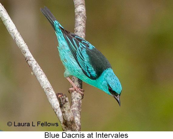 Blue Dacnis - © Laura L Fellows and Exotic Birding LLC