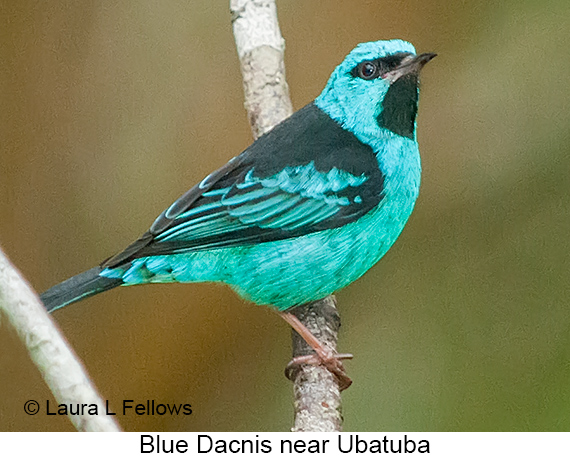 Blue Dacnis - © Laura L Fellows and Exotic Birding LLC