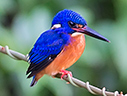 Blue-eared Kingfisher - © James F Wittenberger and Exotic Birding LLC