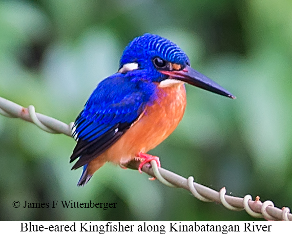 Blue-eared Kingfisher - © James F Wittenberger and Exotic Birding LLC Blue-eared Kingfisher - © James F Wittenberger and Exotic Birding LLC