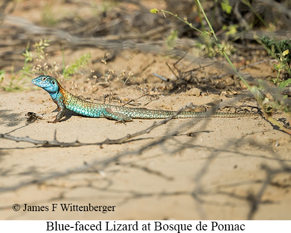 Blue-faced Lizard - &copy; James F Wittenberger and Exotic Birding LLC
