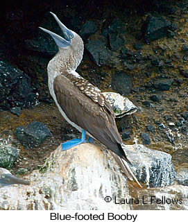 Blue-footed Booby - © Laura L Fellows and Exotic Birding LLC