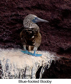 Blue-footed Booby - © Laura L Fellows and Exotic Birding LLC Blue-footed Booby - © Laura L Fellows and Exotic Birding LLC